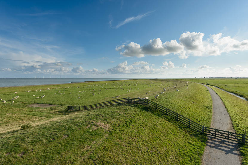 A grassy dyke with sheep under a blue sky.